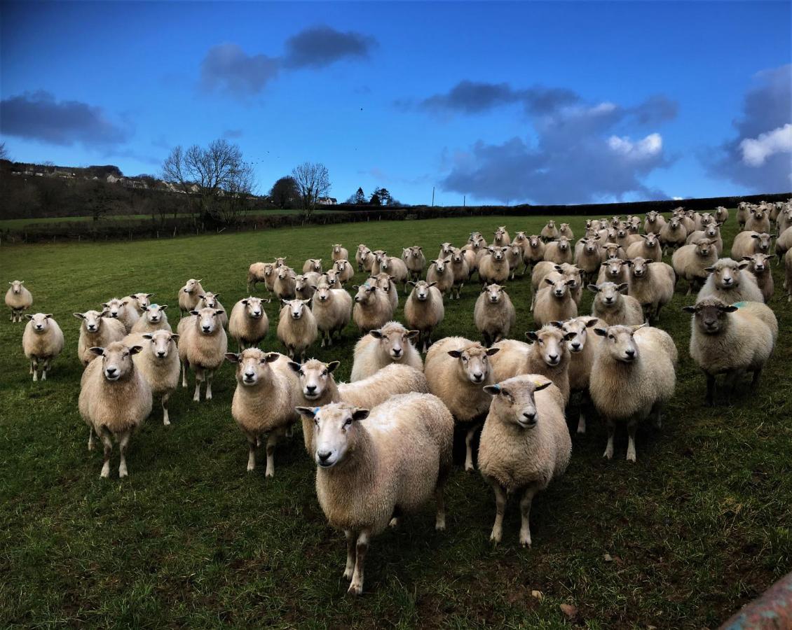 Llandysul Nantgwynfaen Organic Farm Wales 빌라 외부 사진