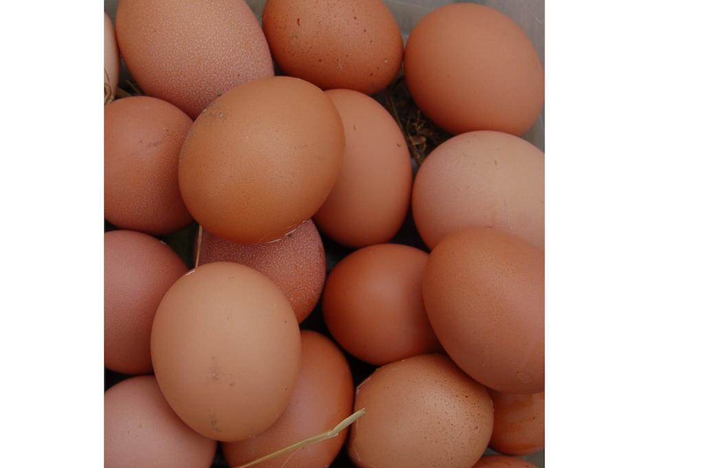 Llandysul Nantgwynfaen Organic Farm Wales 빌라 외부 사진